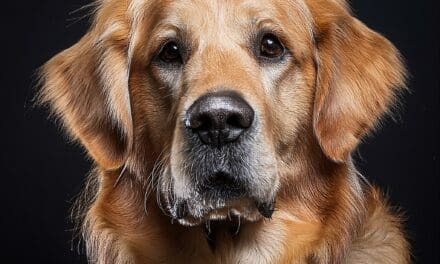 Dog Rescue: An Animal Rescue Demo Site